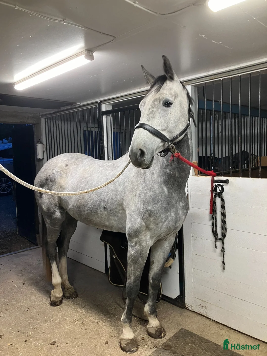 Allround hästar till salu: Vackert sto 6år! Clarimo - Heartbeat! - Annons 1