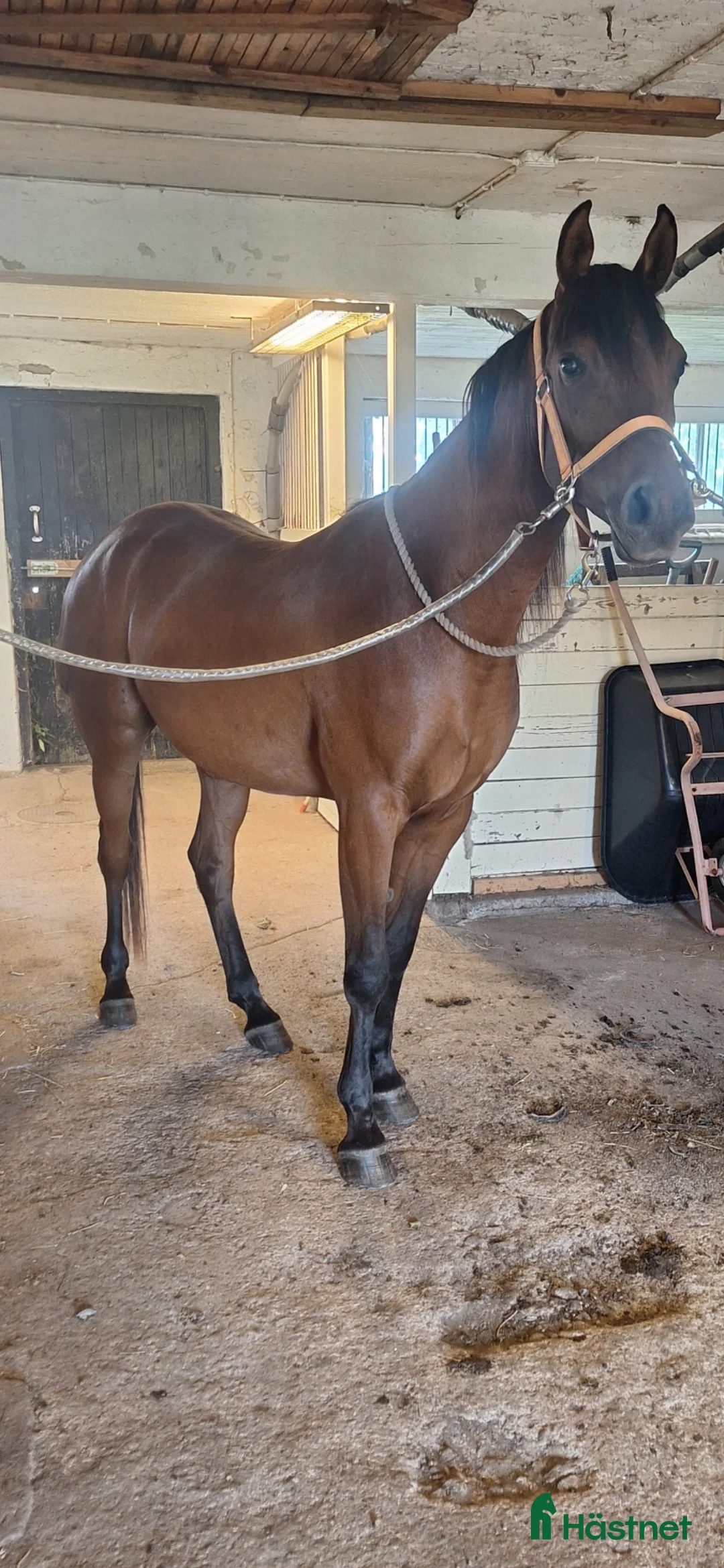 Allround hästar till salu: Intressekoll i Rimbo - Annons 2