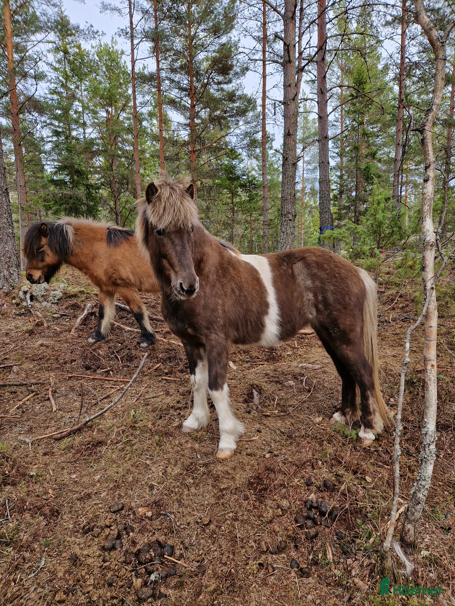  hästar Tjaldur avkomma - Annons 5