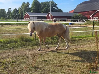 hästar Vacker valack med blå ögon - Annons 7