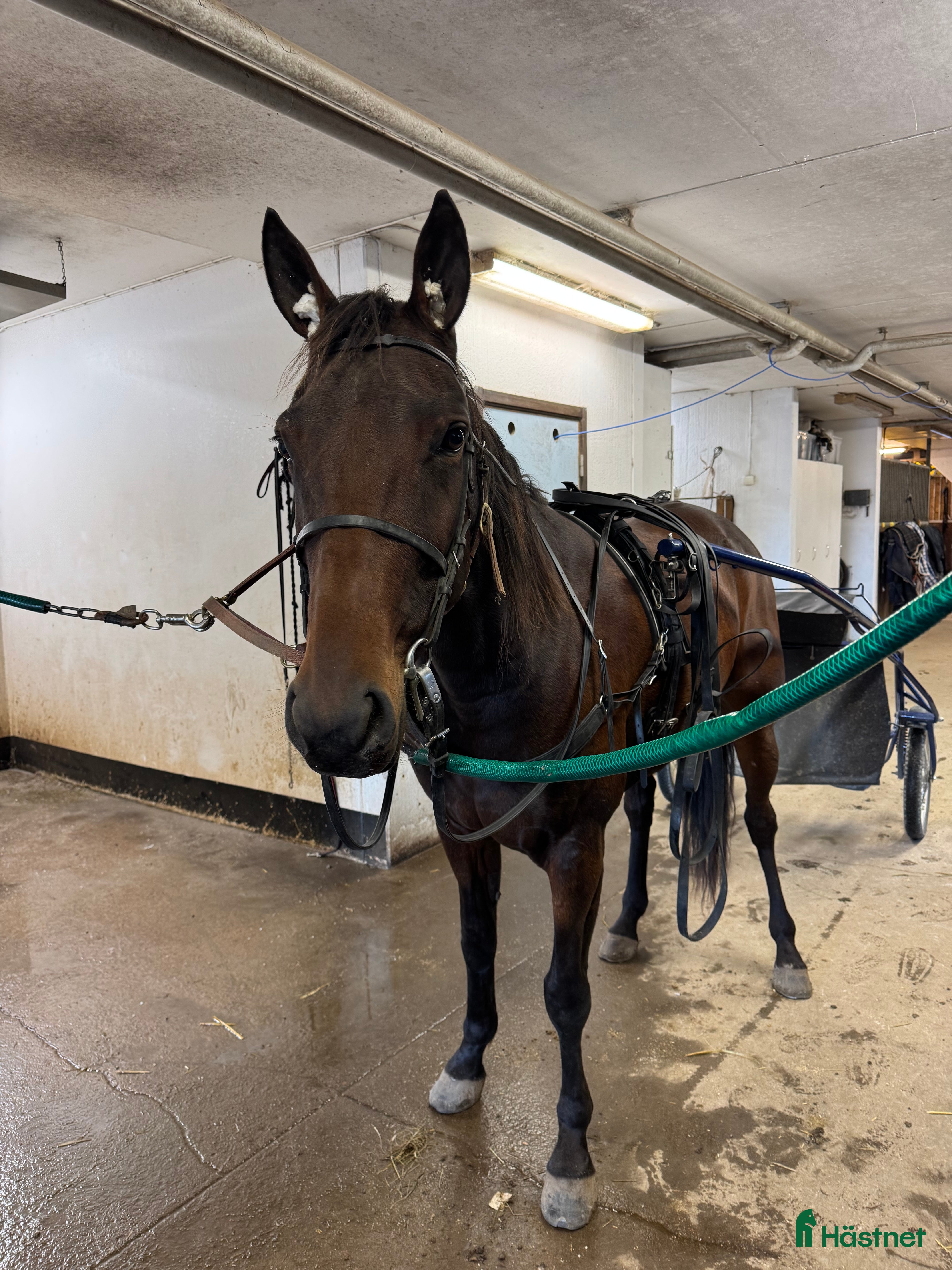  hästar Start / Licens häst  i Vänersborg - Annons 3