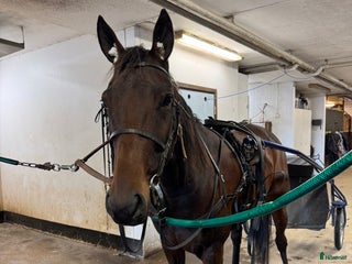 hästar Start / Licens häst i Vänersborg - Annons 2