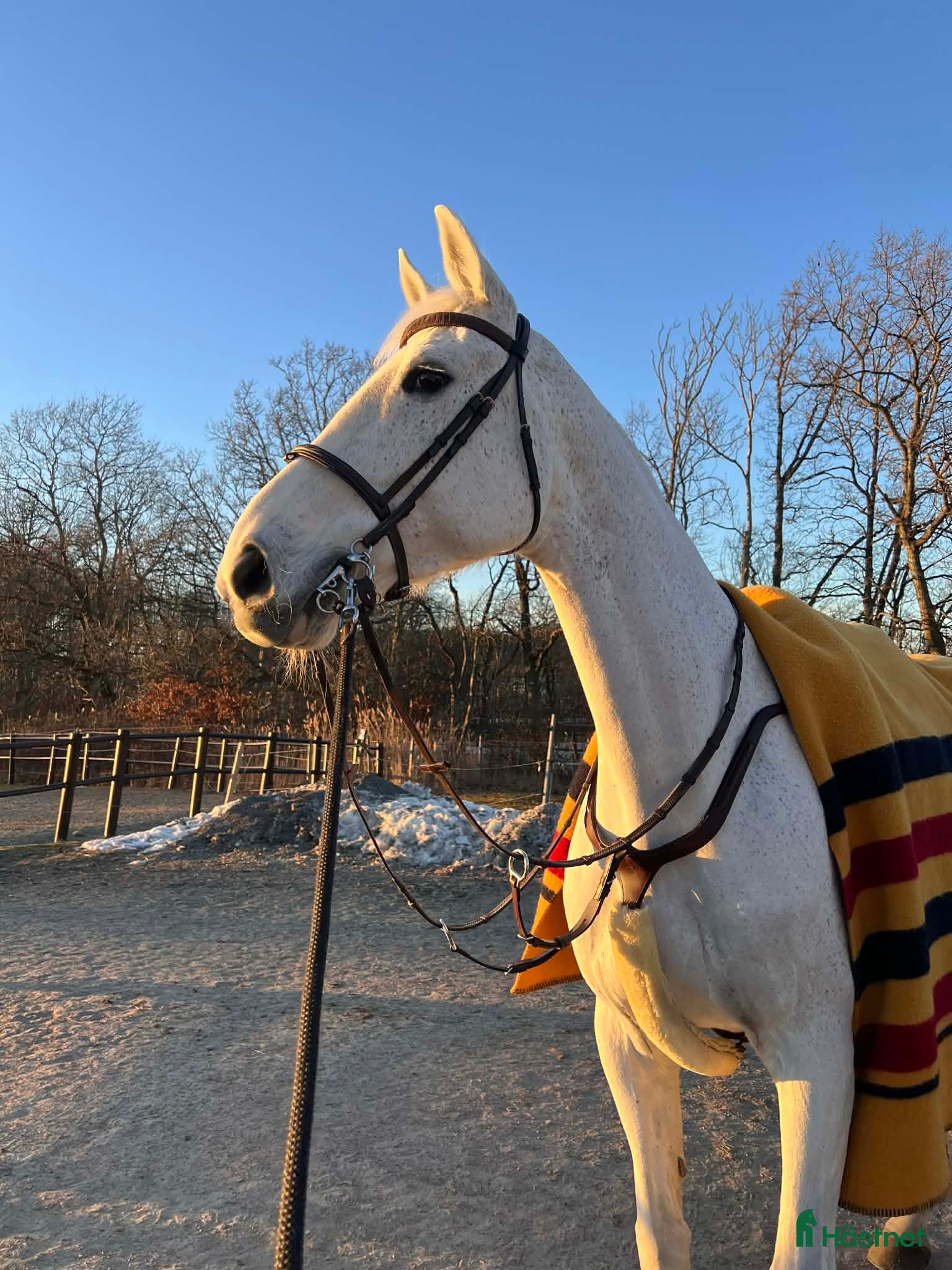  hästar Rutinerad träning och tävlingskompis - Annons 1