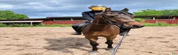 Allround hästar till salu: Sportig 3åring - Annons 1