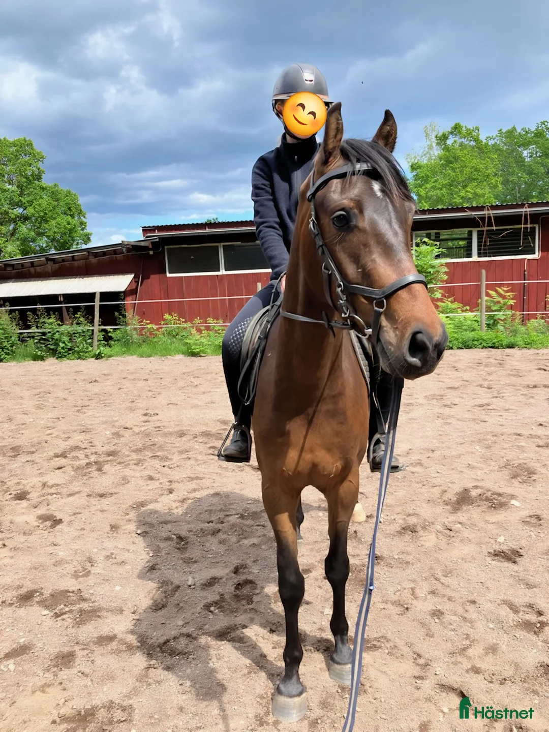 Allround hästar till salu: Sportig 3åring - Annons 1