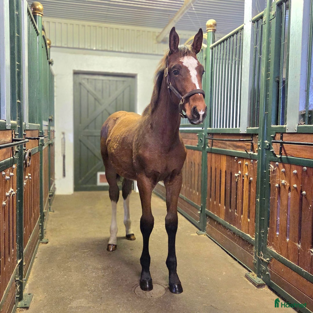 Allround hästar till salu: Charmigt hingstföl e. Hemerald i Skillingaryd - Annons 4