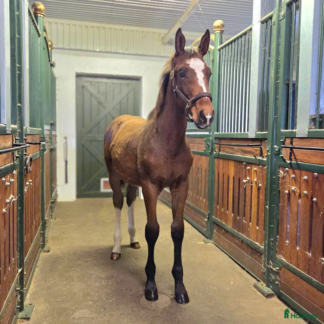 Allround hästar till salu: Charmigt hingstföl e. Hemerald - Annons 2