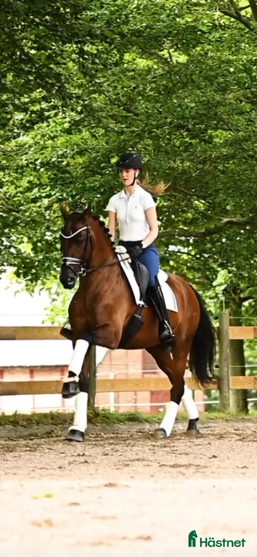 Allround hästar till salu: PRE 10 år i Munka-ljungby - Annons 1