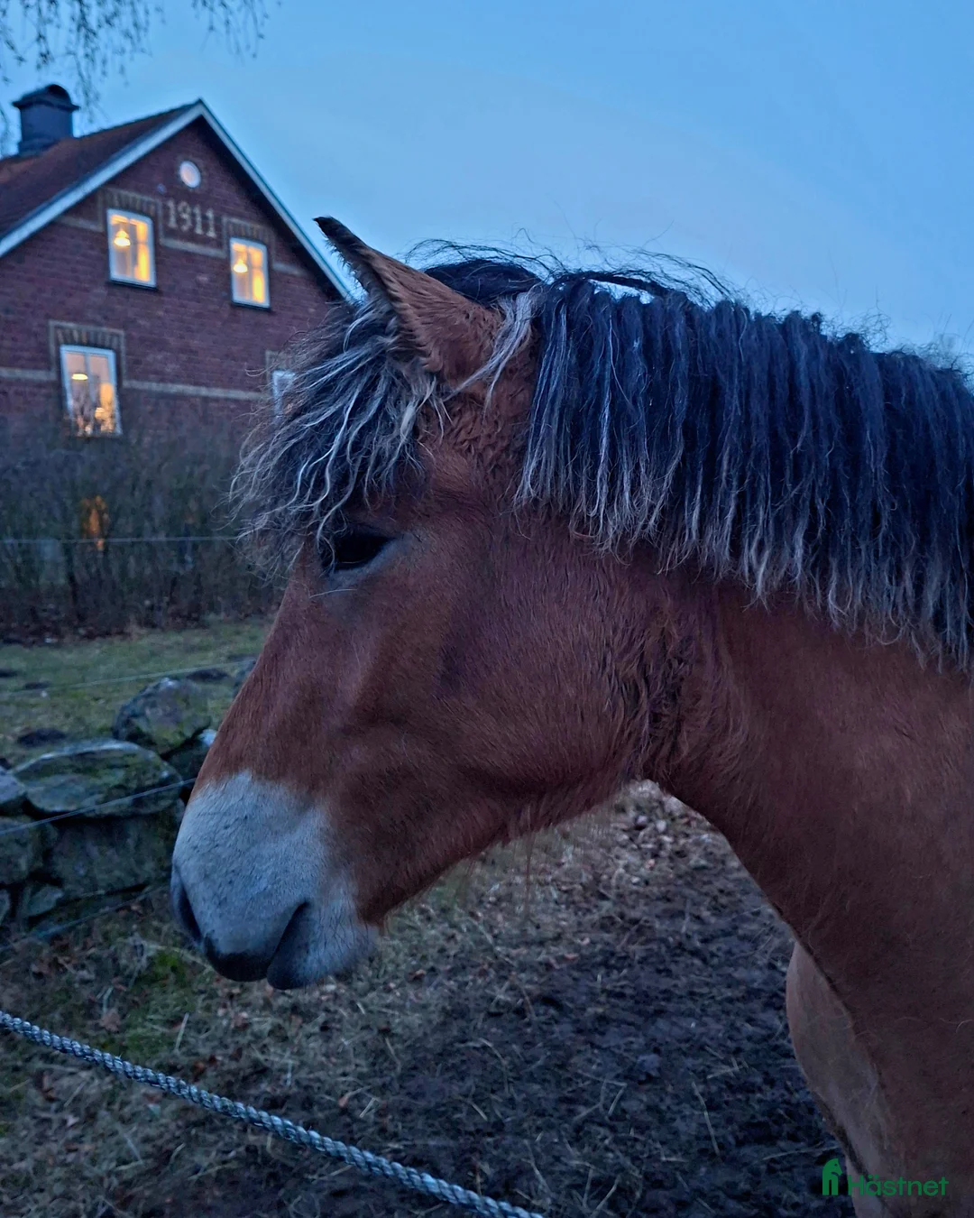 Allround hästar till salu: Tillfälle - ovanlig nordsvensk åring i Tjörnarp - Annons 1