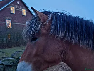 hästar Tillfälle - ovanlig nordsvensk åring - Annons 9
