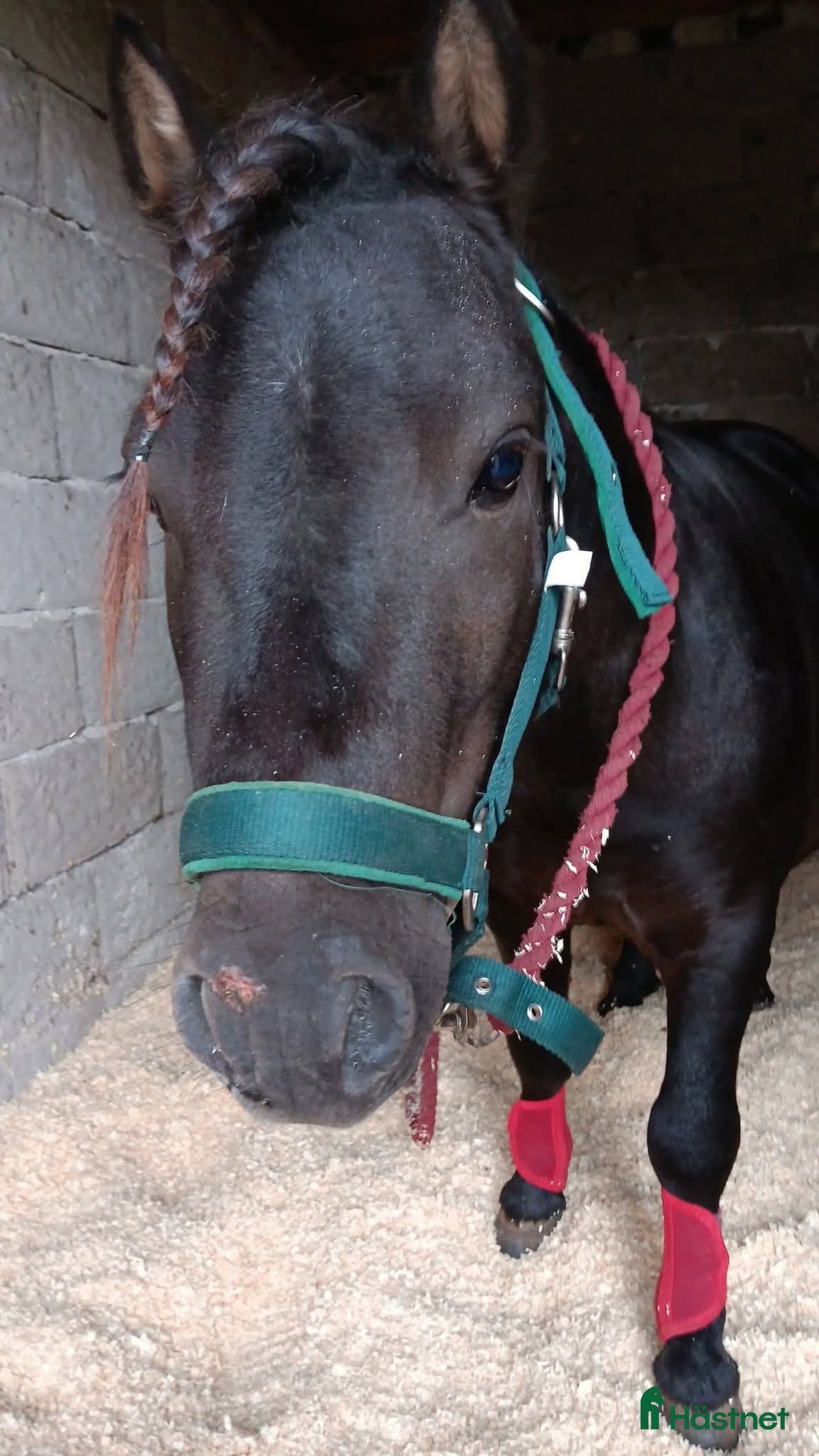  hästar Fin försiktig kille ♥️ i Kopparberg - Annons 8