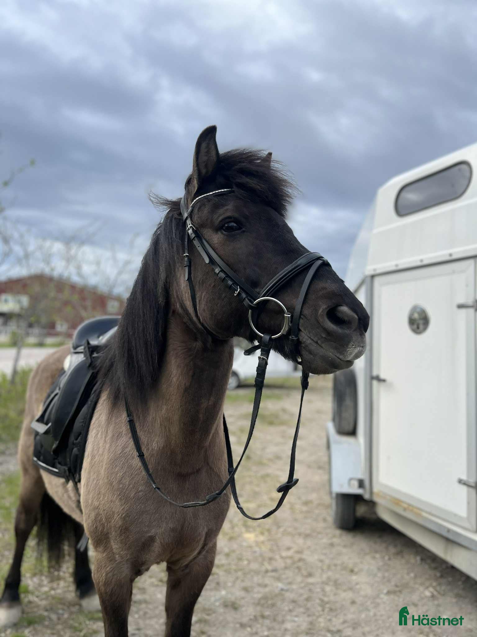  hästar Trevligt sto - Annons 2