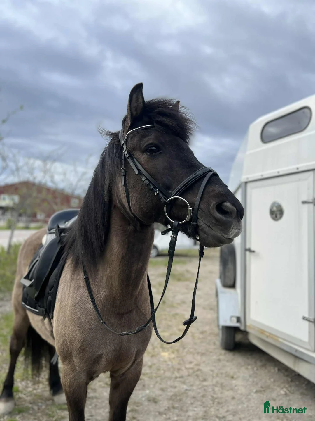 Island hästar till salu: Säljes/bytes - Annons 2