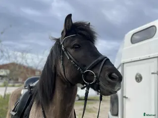 hästar Trevligt sto - Annons 2