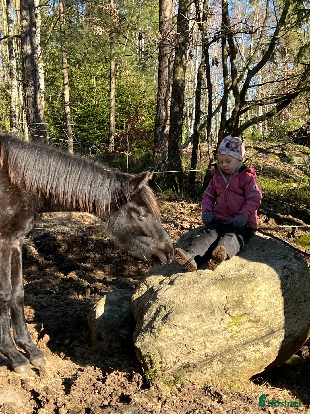 Dressyr hästar till salu: Söt 1-åring i Sätila - Annons 5