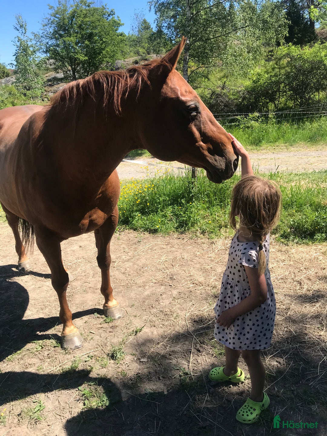 Sällskap hästar till salu: Sällskapshäst quartersto i Lysekil - Annons 1