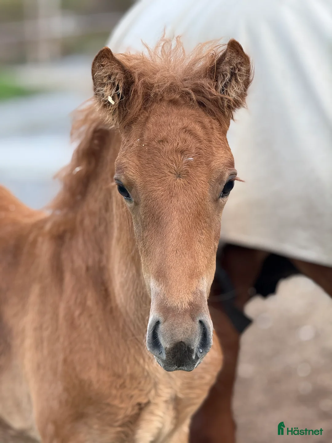 Island hästar till salu: Så flott och fina rörelser, hingst med super stam  i Ljusdal - Annons 2