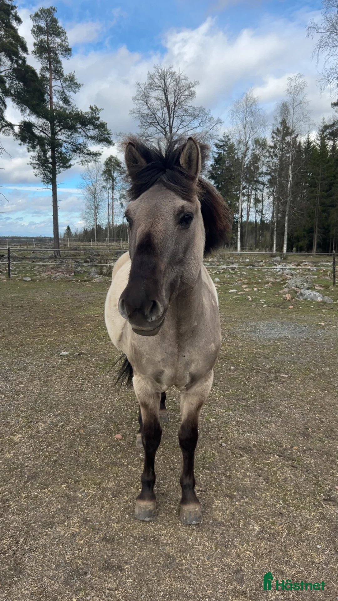 Allround hästar till salu: En bästavän i Valbo - Annons 2