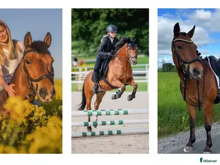 hästar ❤️🐴 Fantastisk C-ponny 🐴❤️ - Annons 2
