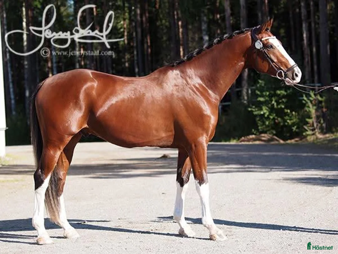 Dressyr hästar till salu: Genom snäll valack med utstålning - Annons 2