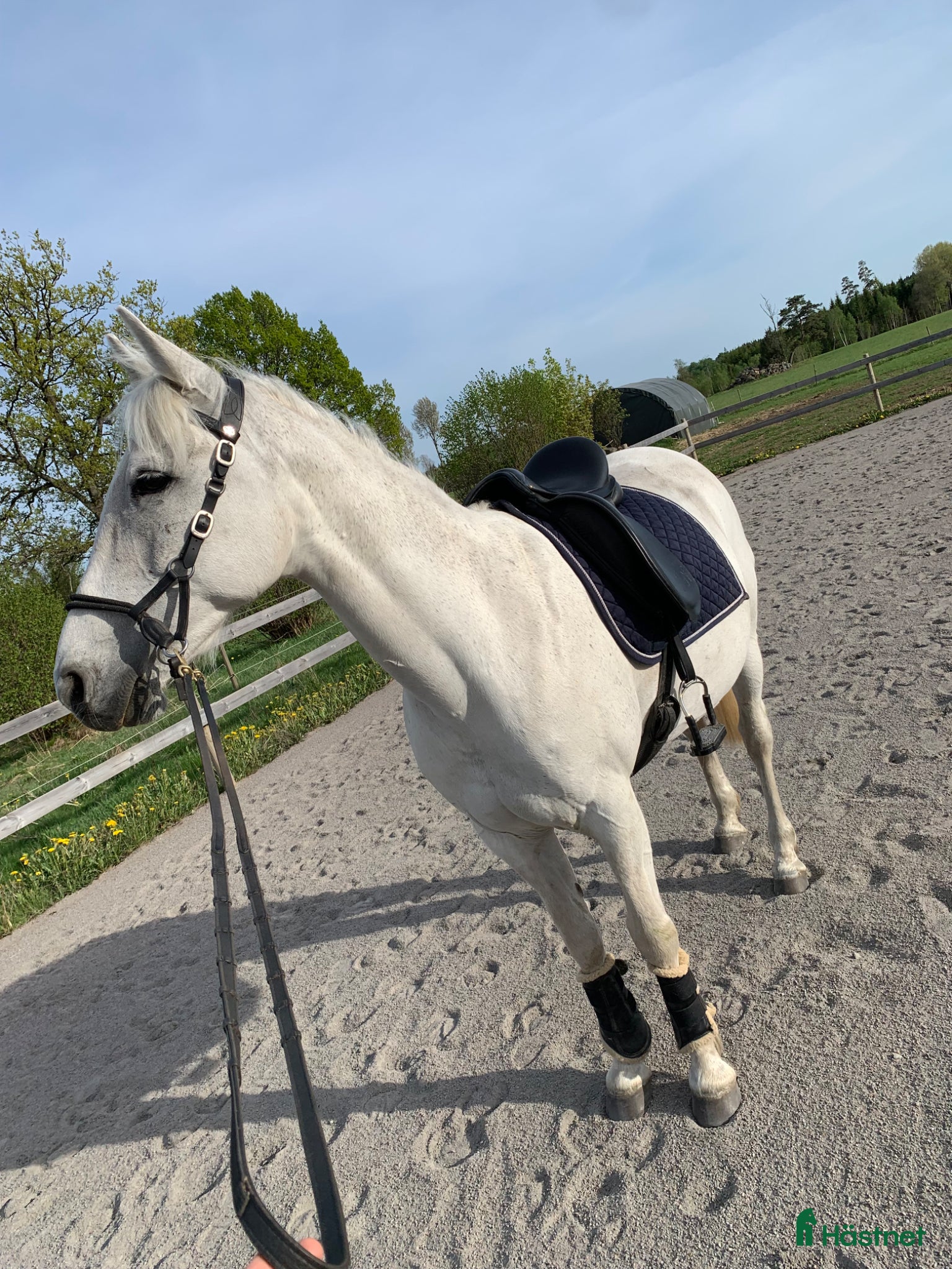  hästar Rolig hobbyhäst  - Annons 3