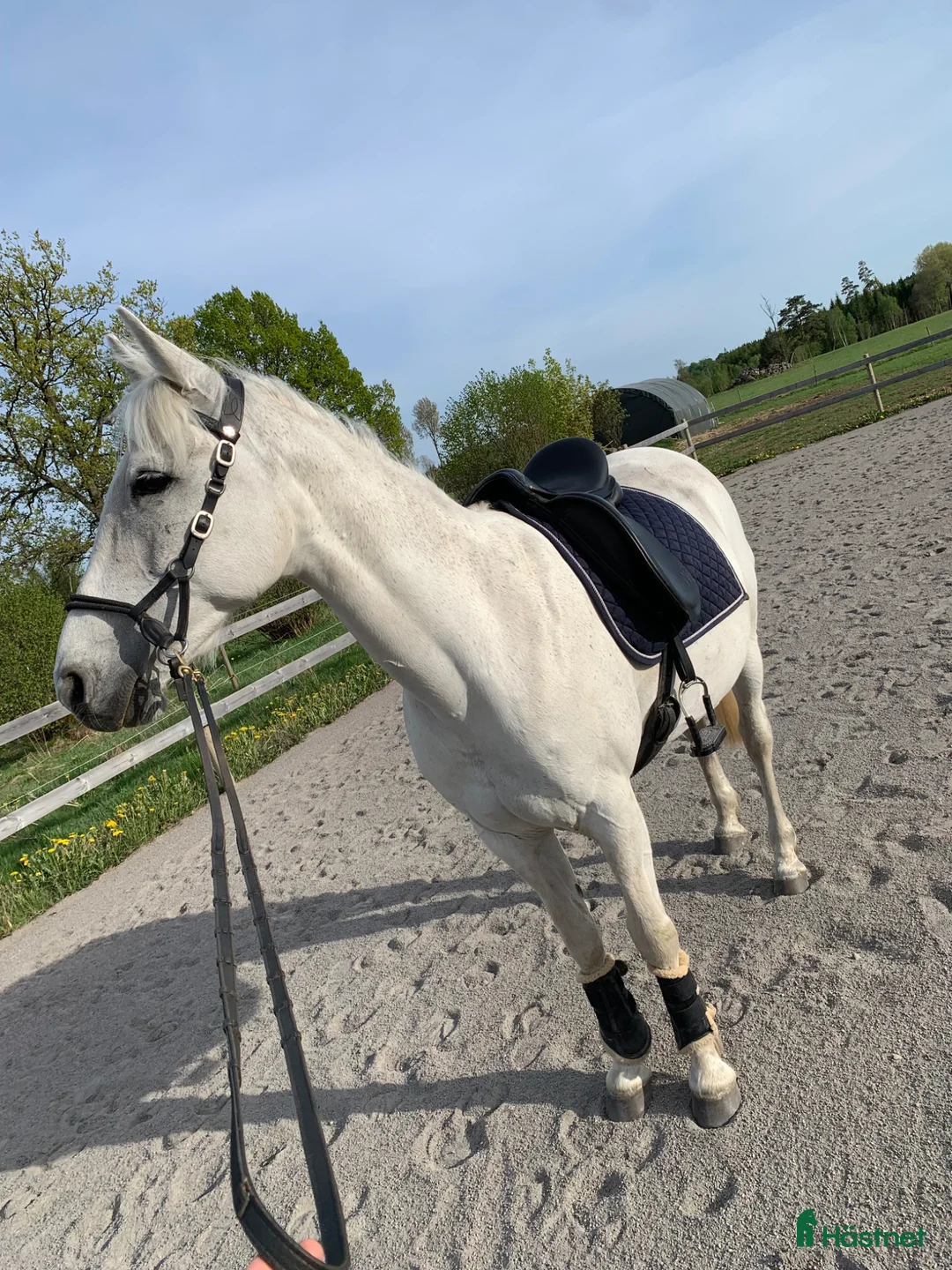 Allround hästar till salu: Rolig hobbyhäst  - Annons 1