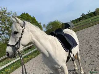 hästar Rolig hobbyhäst - Annons 3