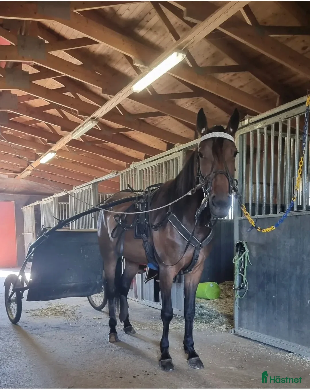 Avelshästar hästar till salu: Till avel samma mamma som Önas Igor - Annons 3