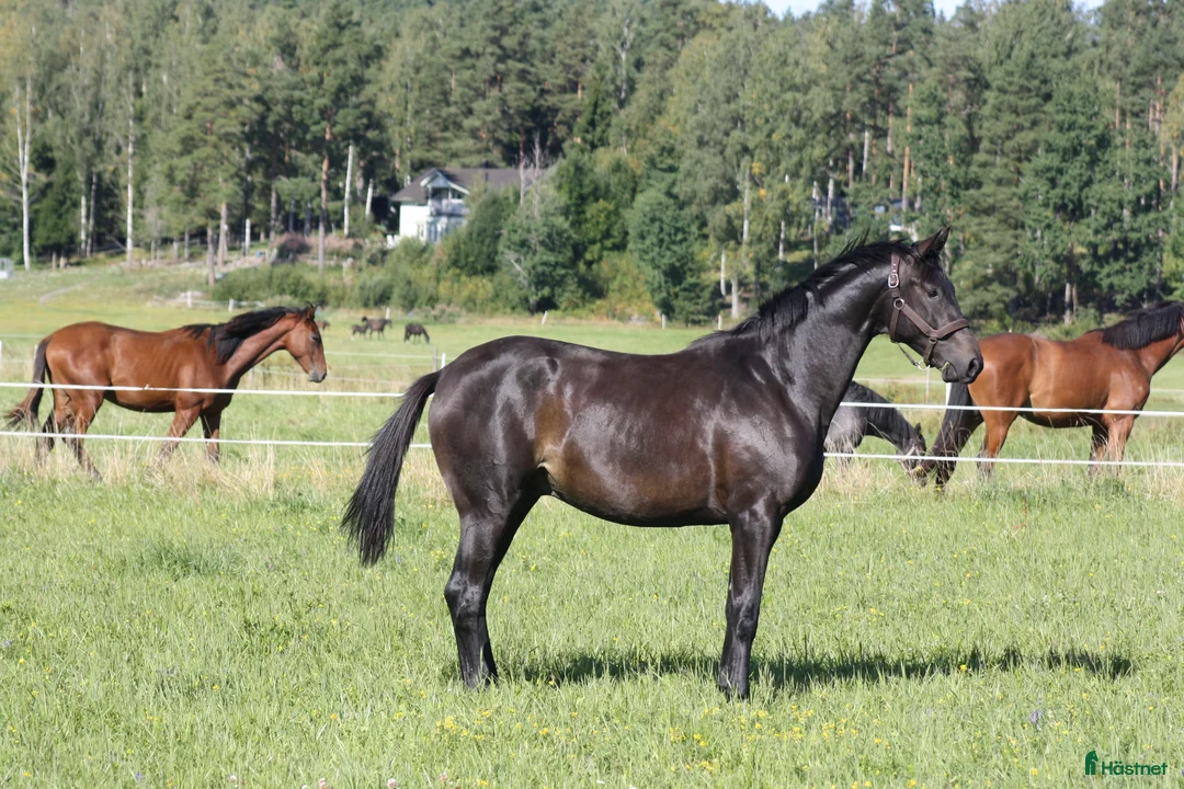 Dressyr hästar till salu: Talang redo att sätta igång efter BH Hotline! - Annons 6