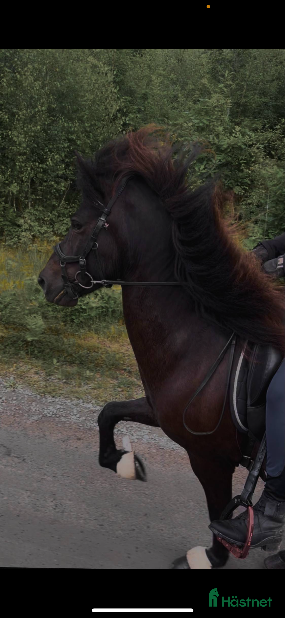  hästar Talangfull valack  i Hästveda - Annons 12