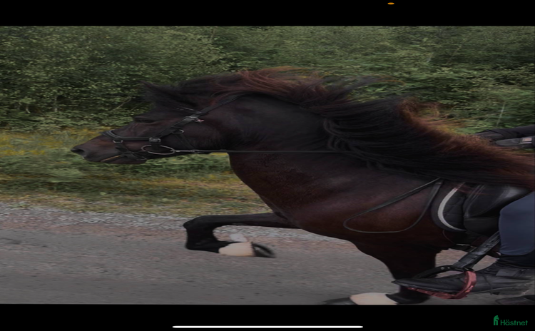  hästar Talangfull valack  i Hästveda - Annons 14