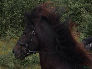 hästar Talangfull valack i Hästveda - Annons 15