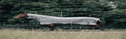 Täcken hästutrustning till salu: Haglunds Regn-och flugtäcke - Annons 1