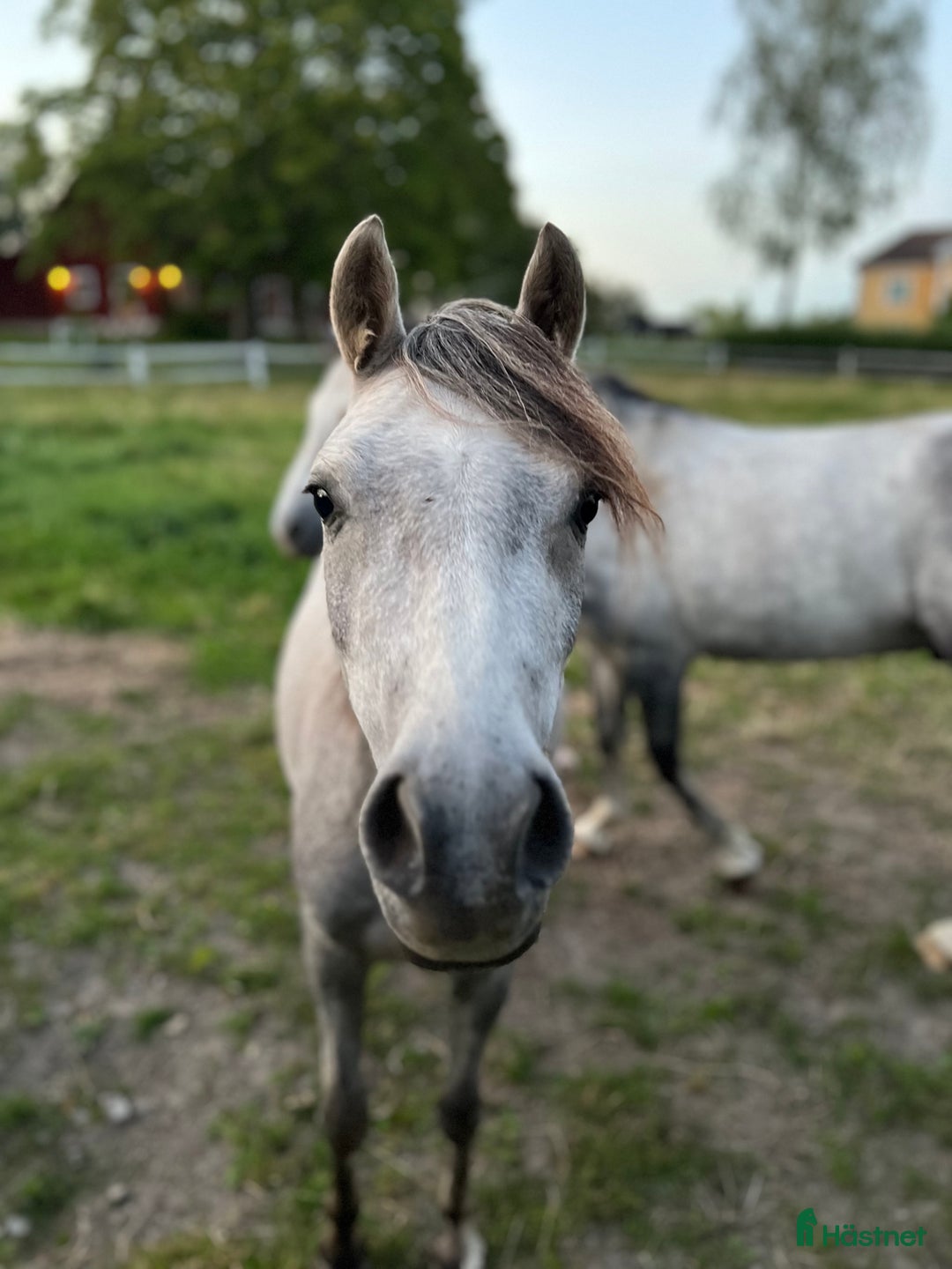 Allround hästar till salu: Sockersöt ungponny  i Björkvik - Annons 3
