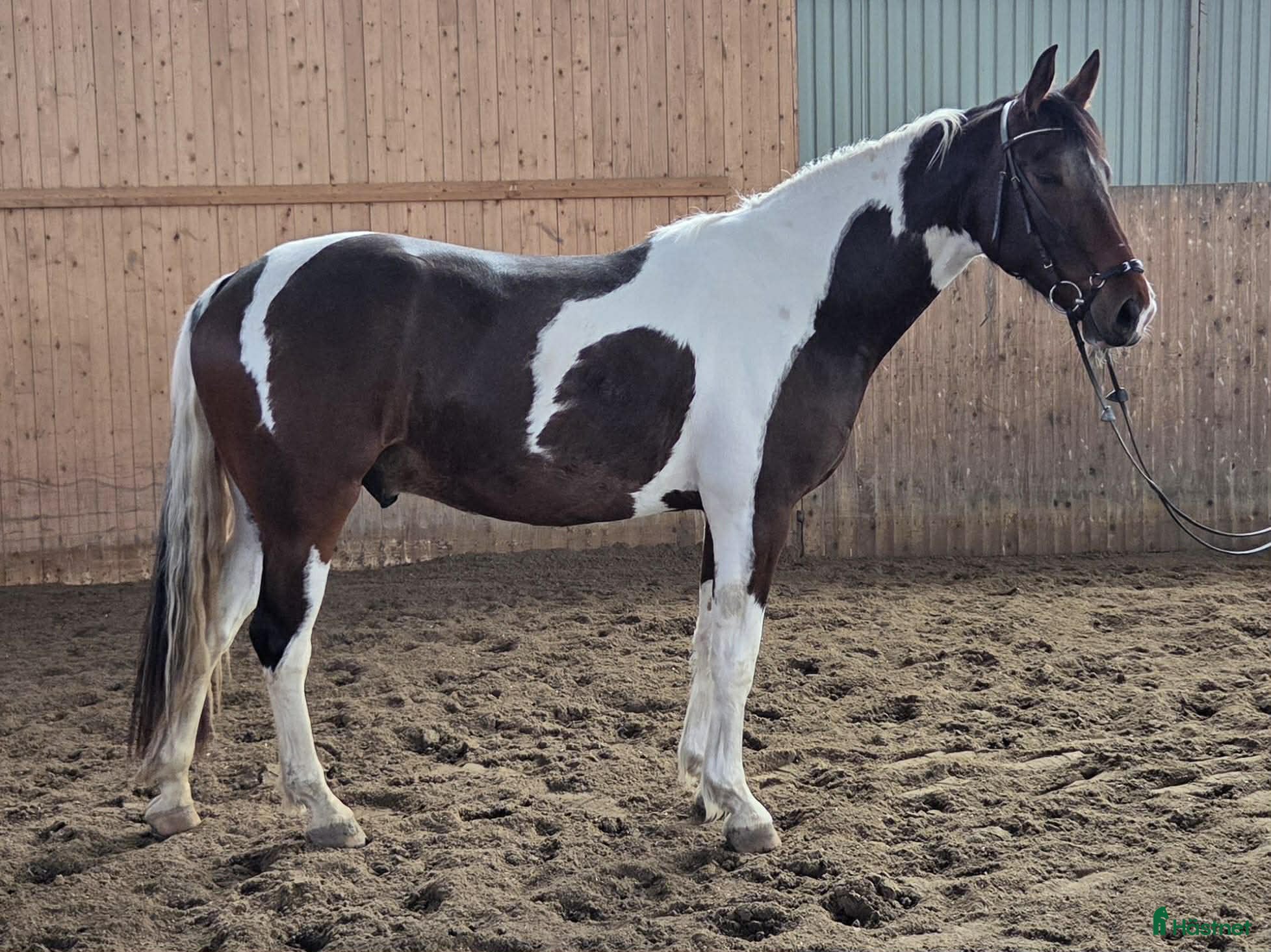  hästar Flott 4-årig valack - Annons 1