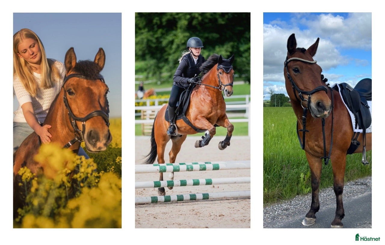  hästar ❤️🐴 Fantastisk C-ponny 🐴❤️ - Annons 1