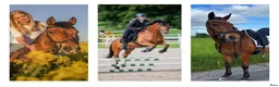 Allround hästar till salu: ❤️🐴 Fantastisk C-ponny 🐴❤️ - Annons 1