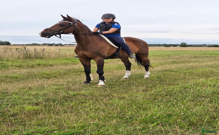  hästar i Vellinge - Annons 1