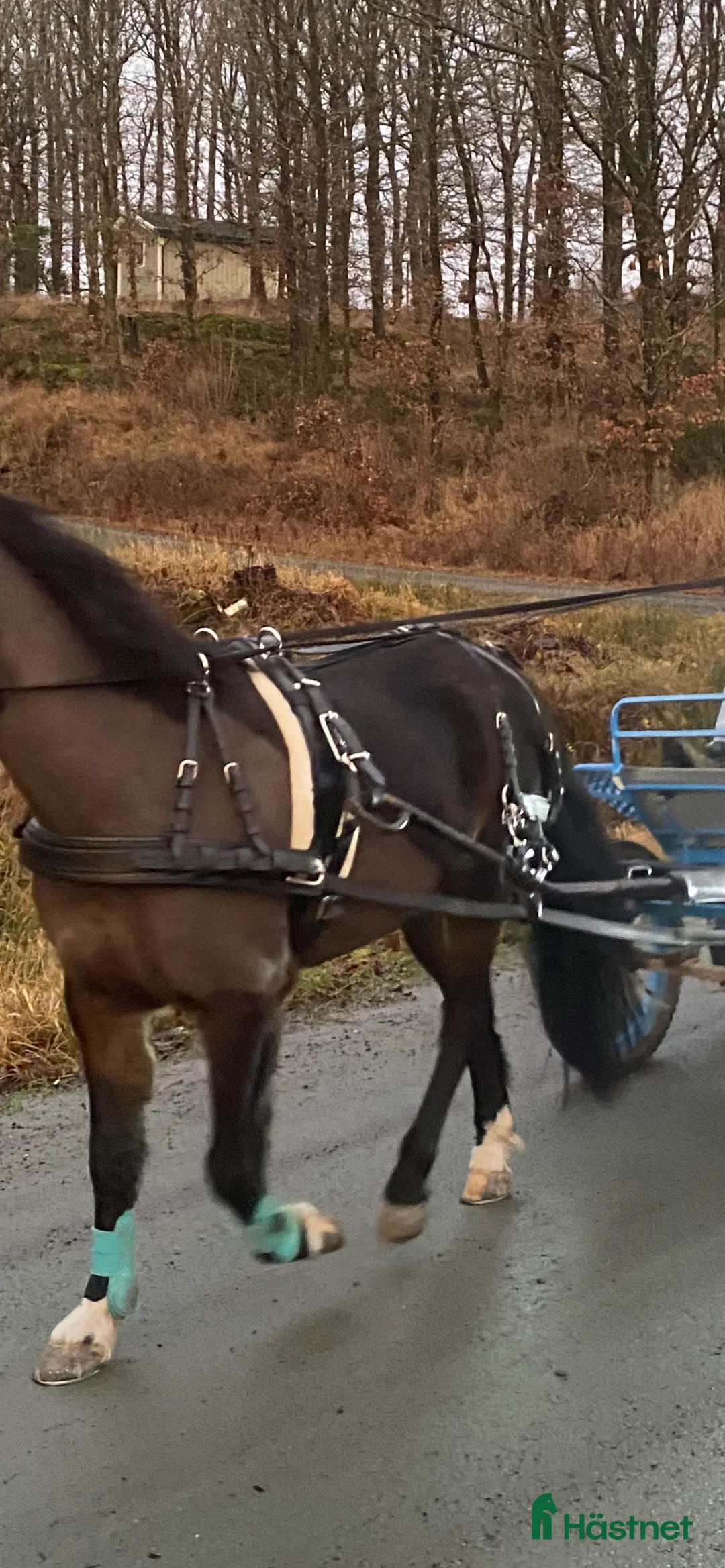 Körselar körning till salu: Ideal sele storlek Ponny i Kungsbacka - Annons 2