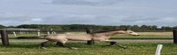 Allround hästar till salu: Gulbrunt Connemara-stoföl Klass 1, 38p - Annons 4