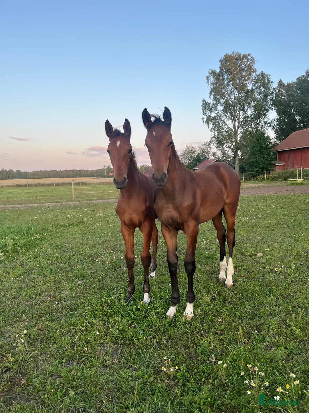 Hoppning hästar till salu: Prissänkt! Trevligt stoföl i Väring - Annons 5