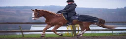 Allround hästar till salu: Snäll & trevlig valack söker kärleksfullt hem♥️ - Annons 3