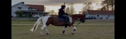 Allround hästar till salu: Rolig allroundhäst!  - Annons 1