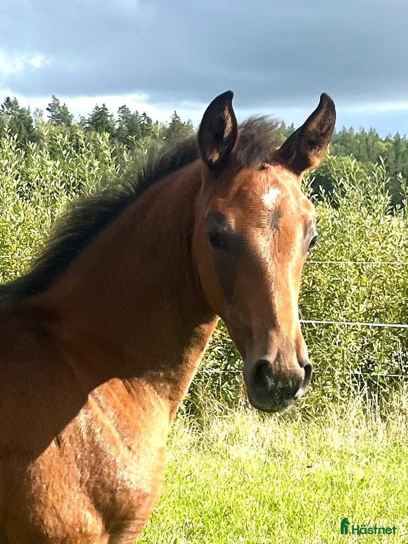  hästar Vackert stoföl med potential!  - Annons 1