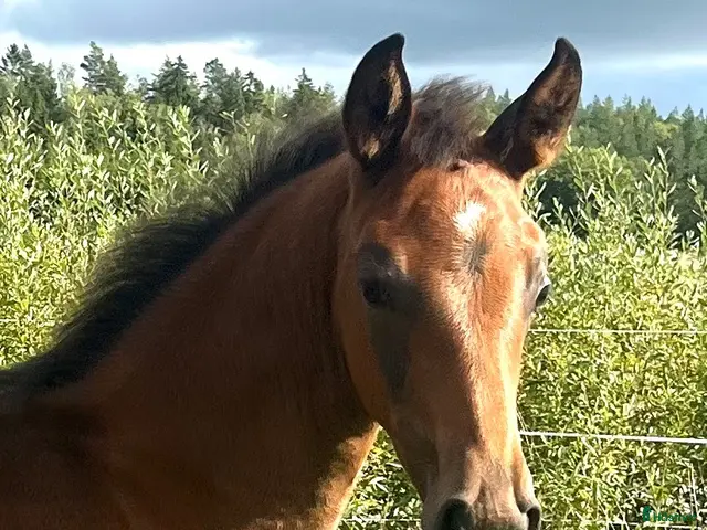 hästar till salu: Vackert stoföl med potential! - Annons 1