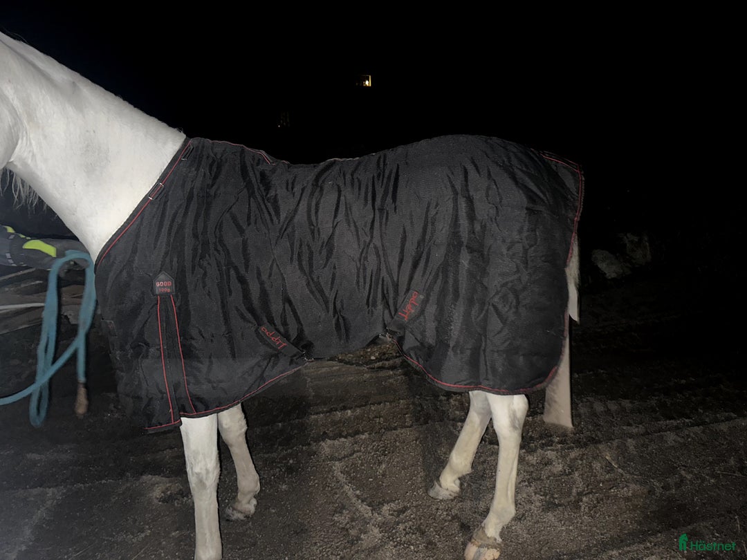 Täcken hästutrustning till salu: Lippo Stalltäcke 100g  i Lindesberg - Annons 3