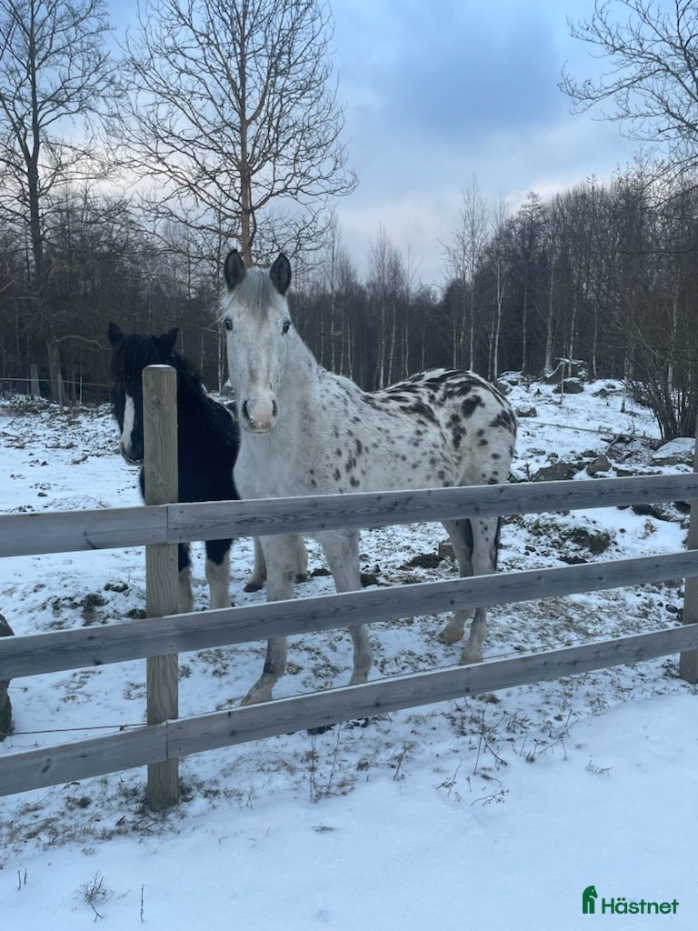  hästar 2 åring efter Kannando hästak  - Annons 18
