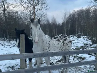 hästar 2 åring efter Kannando hästak - Annons 18