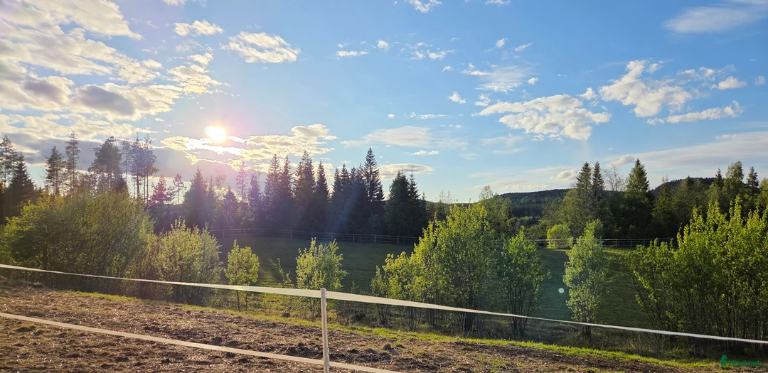  foderhäst sökes: Foderhäst sökes till lösdrift i Bollstabruk - Annons 1