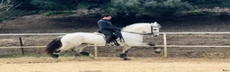 Dressyr hästar till salu: Välutbildad lusitano - Annons 6